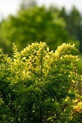 Bright green Thunbergs Barberry (Berberis thunbergii Golden Rocket) leaves and blooming flowers in the garden in spring.