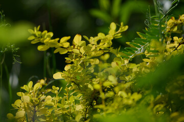 Bright green Thunbergs Barberry (Berberis thunbergii Golden Rocket) leaves and blooming flowers in the garden in spring.