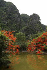 Ninh Binh (Ninh B&igrave;nh), scenery in Red River Delta, northern Vietnam near Hanoi. Landscape with pond. Landmark, national park. Delonix Regia tree with red flowers in summer garden. Royal Poinciana