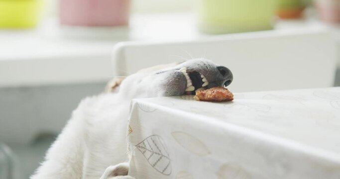 A cute dog trying to reach a treat on a table, resulting in a funny moment with pets