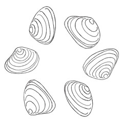 minimalistic illustration of sea shellfish on transparent background