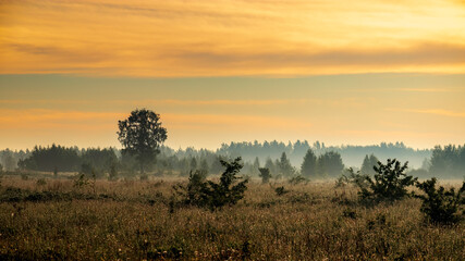 Beautiful natural countryside landscape. Blooming wild high grass in nature at sunset warm summer. Pastoral scenery.