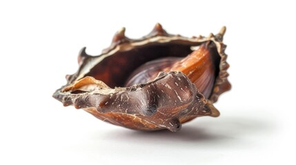Horse chestnut shell closed against a white background