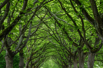 Obraz premium Green forest landscape with many trees 