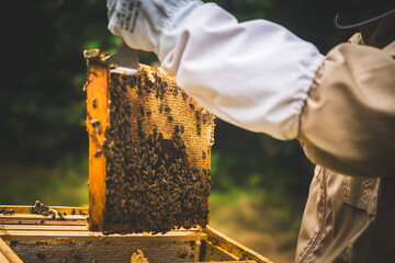 Zbliżenie na plaster miodu z pszczołami.  © malgo_walko