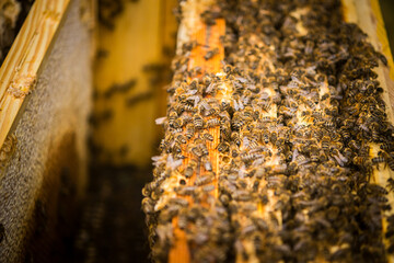 Zbliżenie na plastry miodu z pszczołami.  © malgo_walko
