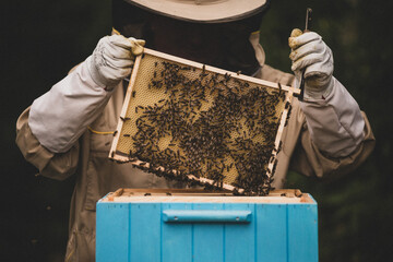 Pszczelarz z plastrem miodu i pszczołami.  © malgo_walko