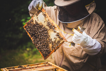 Pszczelarz z plastrem miodu i pszczołami.  © malgo_walko