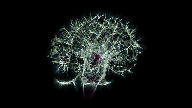 Spinning visualization of model brain activity.