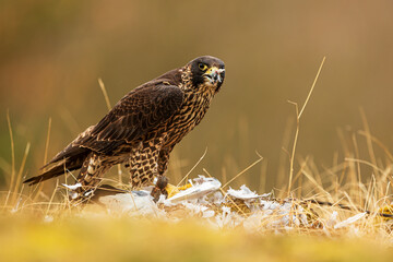The peregrine falcon (Falco peregrinus), also known simply as the peregrine with prey