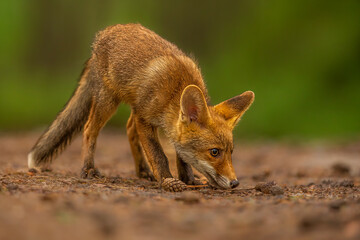 puppy red fox (Vulpes vulpes) in the forest up close