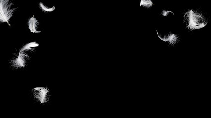 White feather isolated on a black background.