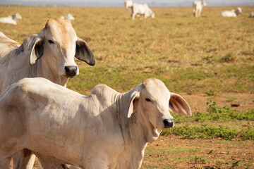 Vacas en el campo, acercamiento