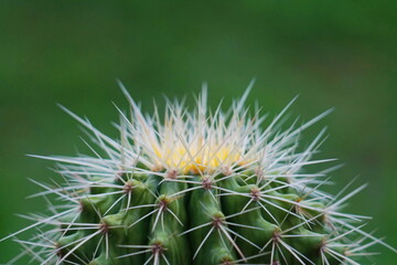 close up of cactus and thorn
