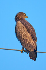 Birds of prey - Lesser Spotted Eagle (Aquila pomarina).