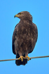Birds of prey - Lesser Spotted Eagle (Aquila pomarina).