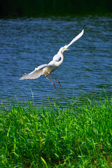 Great egret white bird in flight over the river.