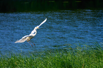 Great egret white bird in flight over the river.