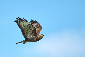 Bird of prey common buzzard (Buteo buteo).