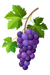 bunch of grapes isolated on white