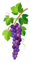 bunch of grapes on vine