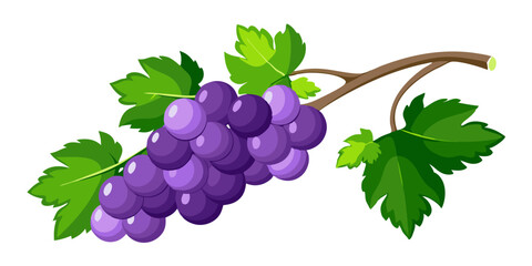 Obraz premium bunch of grapes