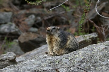 Marmotta