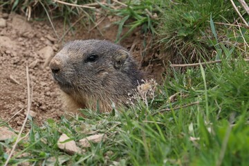 Marmotta