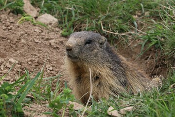 Marmotta