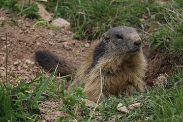 Marmotta