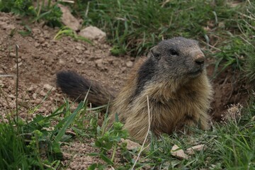 Marmotta