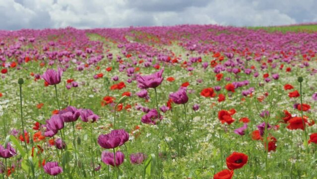  Schlafmohnbl&uuml;te (Papaver somniferum) mit Klatschmohn (Papaver rhoeas) und Kamille (Matricaria chamomilla) in Germerode am Mei&szlig;ner im Wind