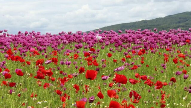  Schlafmohnbl&uuml;te (Papaver somniferum) mit Klatschmohn (Papaver rhoeas) und Kamille (Matricaria chamomilla) in Germerode am Mei&szlig;ner im Wind