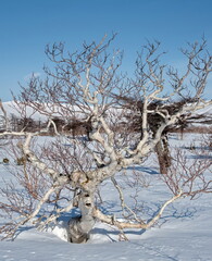 Russia. Far East, Iturup Island. The bizarre clumsiness of the stone birch, which lives only in Kamchatka and the Kuril Islands, is formed due to constant winds from the Pacific Ocean.