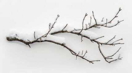 Branch with snow