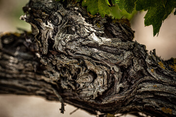 Detail of the trunk of a grapevine