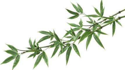 Thick-stemmed bamboo branch with leaves on white background