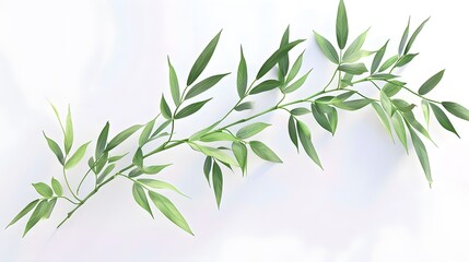 Fototapeta premium Thick-stemmed bamboo branch with leaves on white background