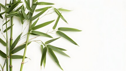 Fototapeta premium Thick-stemmed bamboo branch with leaves on white background