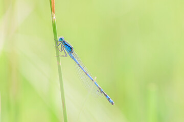 Damselfly perched on a blade of grass on an out of focus green background
