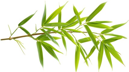 Fototapeta premium Thick-stemmed bamboo branch with leaves on white background