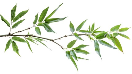 Obraz premium Thick-stemmed bamboo branch with leaves on white background