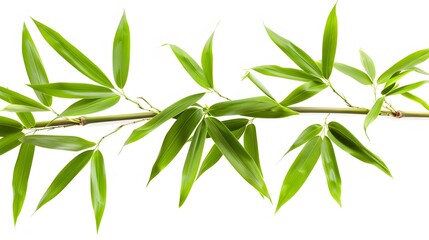 Fototapeta premium bamboo branch with leaves on white background