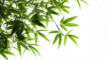 Naklejka premium Thick-stemmed bamboo branch with leaves on white background