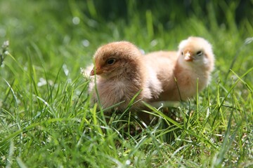Cute chicks on green grass outdoors, closeup. Baby animals