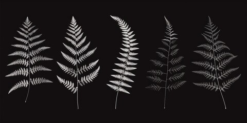 A close-up view of three unique fern species in monochrome