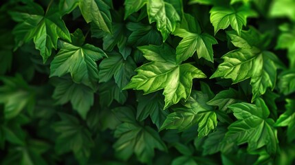Obraz premium Close-up shot of a bunch of green leaves