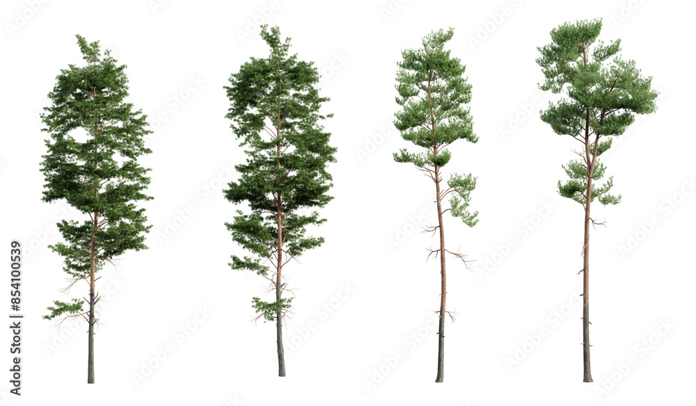 Leinwandbilder set of various pine trees isolated on transparent background. 3d render.