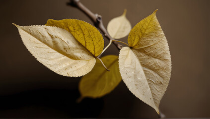 Obraz premium leaves on black background