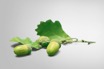 Acorns with oak fresh leaf on the desk